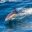 azores-dolphin