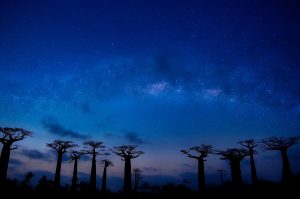 baobabs madagascar