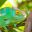 chameleon-madagascar