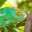 chameleon-madagascar