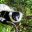 lemur-madagascar