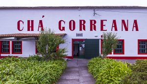 Gorreana Tea Plantation