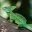 emerald-basilisk-costarica