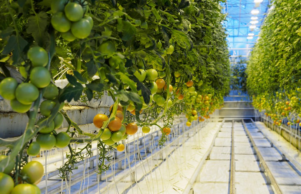 Fridheimar Greenhouse in Iceland teaching geothermal energy and sustainable development to students