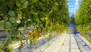 Fridheimar Greenhouse in Iceland teaching geothermal energy and sustainable development to students