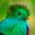 quetzal