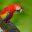 red-parrot-costarica