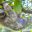 tree sloth