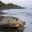 turtle at tortuguero