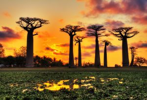 baobabs-madagascar