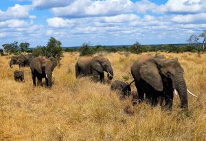 kruger-elephants-south-africa
