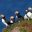 Group of Atlantic puffins on a grassy cliff in Iceland, ideal for educational wildlife tours focusing on seabird ecology and conservation.