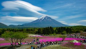 Students exploring colorful flower fields at the base of Mount Fuji during the Shibazakura Festival, learning about Japanese geography, seasonal festivals, and natural landmarks on a school trip.